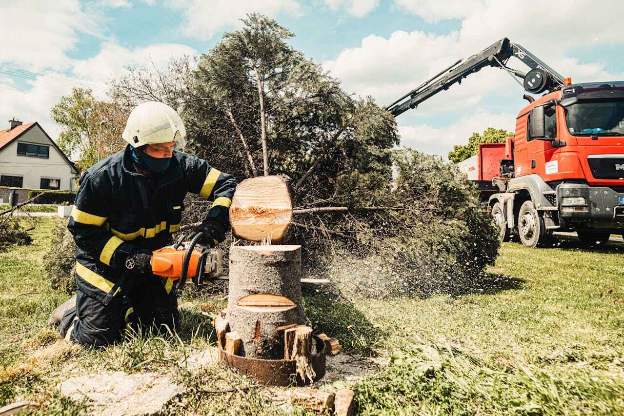 Best Tree Removal Near Me  in USA